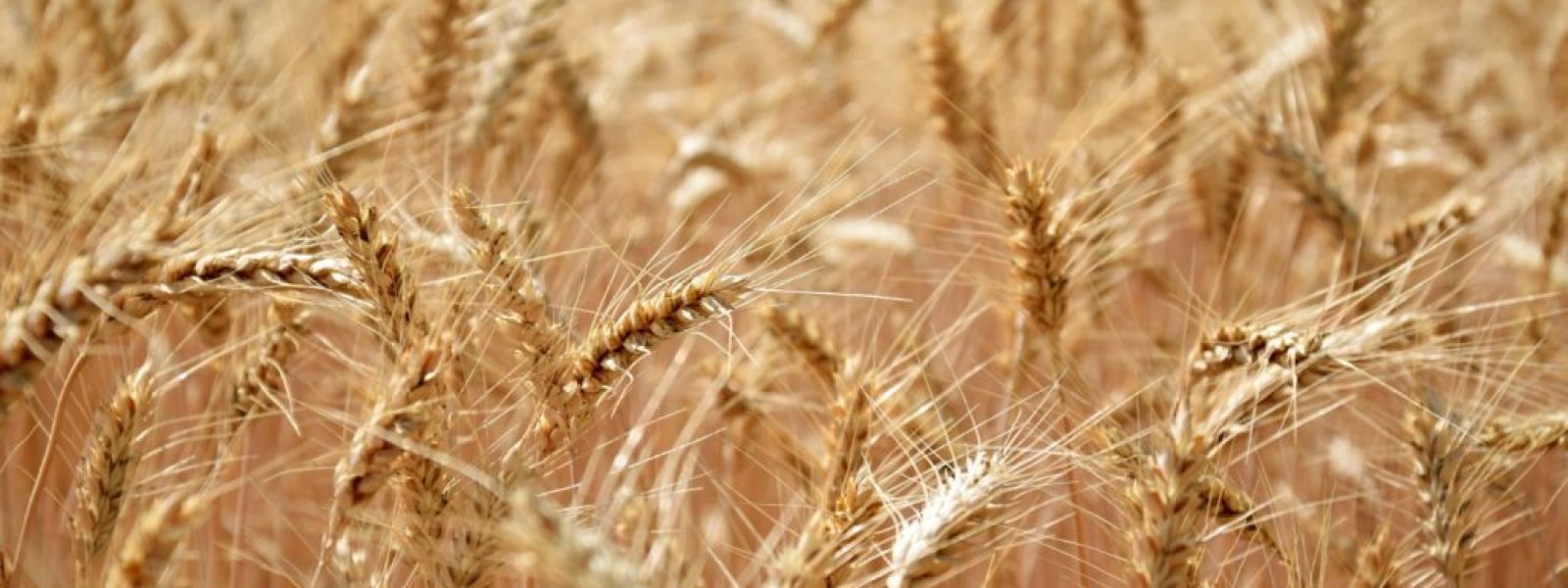wheat-graine